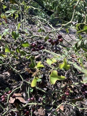 Smilax bona-nox