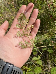Chaerophyllum tainturieri