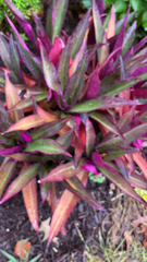 Tradescantia spathacea