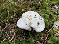 Hydnellum peckii