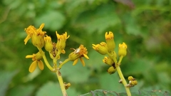 Packera sanguisorbae