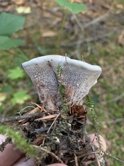 Hydnellum peckii