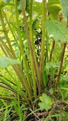 Packera sanguisorbae