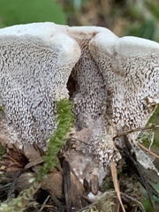 Hydnellum peckii
