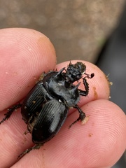 Typhaeus typhoeus