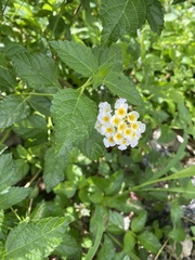Lantana