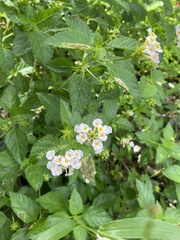 Lantana