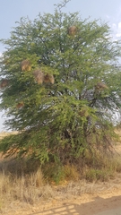 Vachellia erioloba
