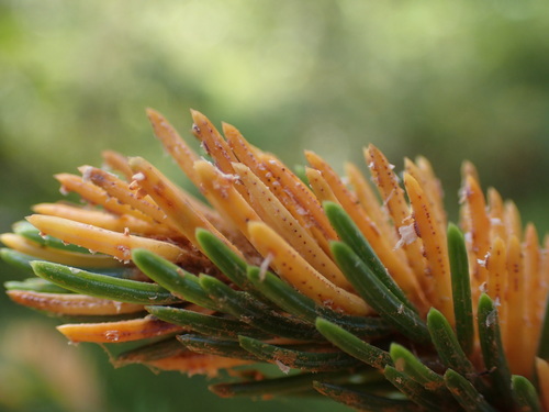 Chrysomyxa Ledicola NaturaLista Colombia Chrysomyxa Ledicola NaturaLista Colombia