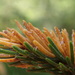 Spruce-Labrador Tea Needle Rust - Photo (c) Matt Bowser, some rights reserved (CC BY), uploaded by Matt Bowser