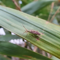 Pantilius tunicatus