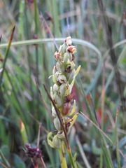 Dactylorhiza viridis