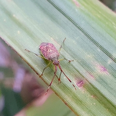 Pantilius tunicatus