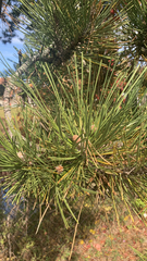 Pinus