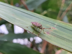 Pantilius tunicatus