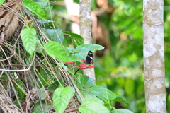 Heliconius