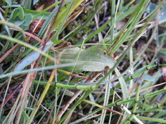 Dactylorhiza viridis
