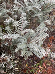 Astragalus nuttallii
