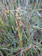 Dactylorhiza viridis