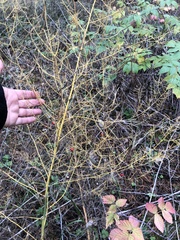 Asparagus officinalis