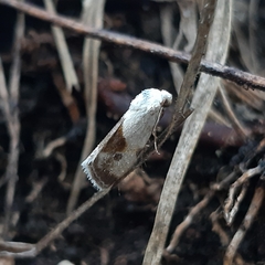 Acontiini