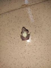 Arthroleptis poecilonotus