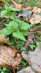 Galinsoga quadriradiata