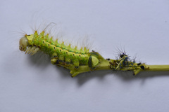 Antheraea assamensis