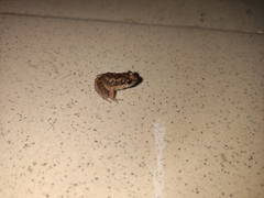 Arthroleptis poecilonotus