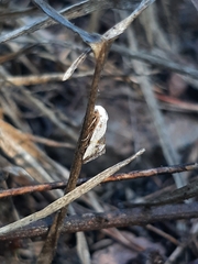 Acontiini