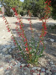 Penstemon eatonii