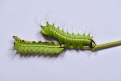 Antheraea assamensis