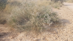 Lasiosiphon polycephalus