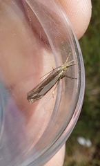 Crambus pascuella
