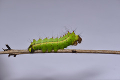 Antheraea assamensis