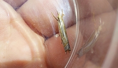 Crambus pascuella