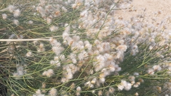 Lasiosiphon polycephalus