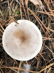Fungi