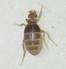 Puliciphora