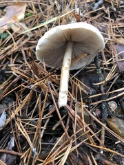 Fungi