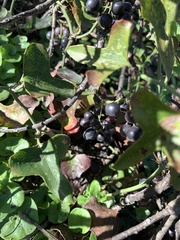 Smilax bona-nox