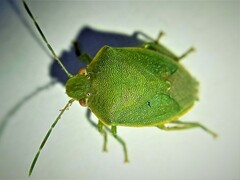 Acrosternum millierei