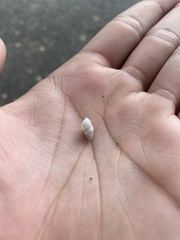 Bulimulus guadalupensis