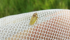 Aphrodes