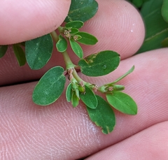 Euphorbia blodgettii