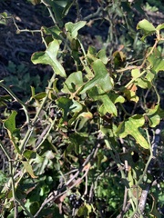 Smilax bona-nox