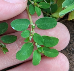 Euphorbia blodgettii