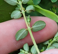 Euphorbia blodgettii