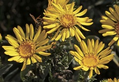 Grindelia stricta platyphylla