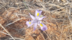 Moraea polystachya